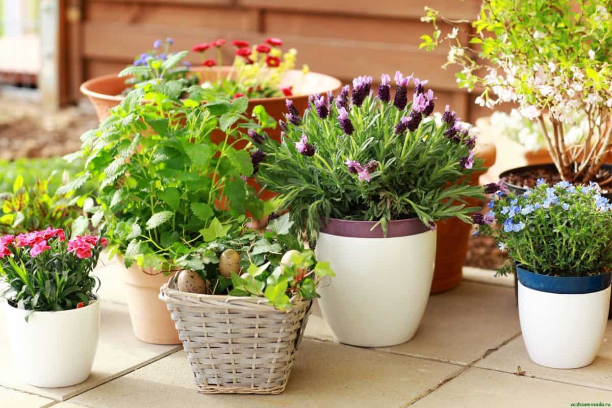 Горшок для цветов своими руками в домашних условиях - комнатные и садовые растения, уход за ними sad-doma.net