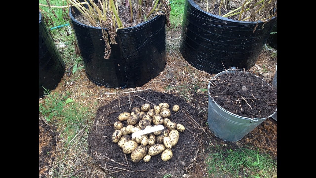 Новейшие методы выращивания картофеля
