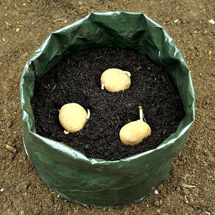 Картофель методы выращивания: в мешках, бочках, пакетах и ящиках