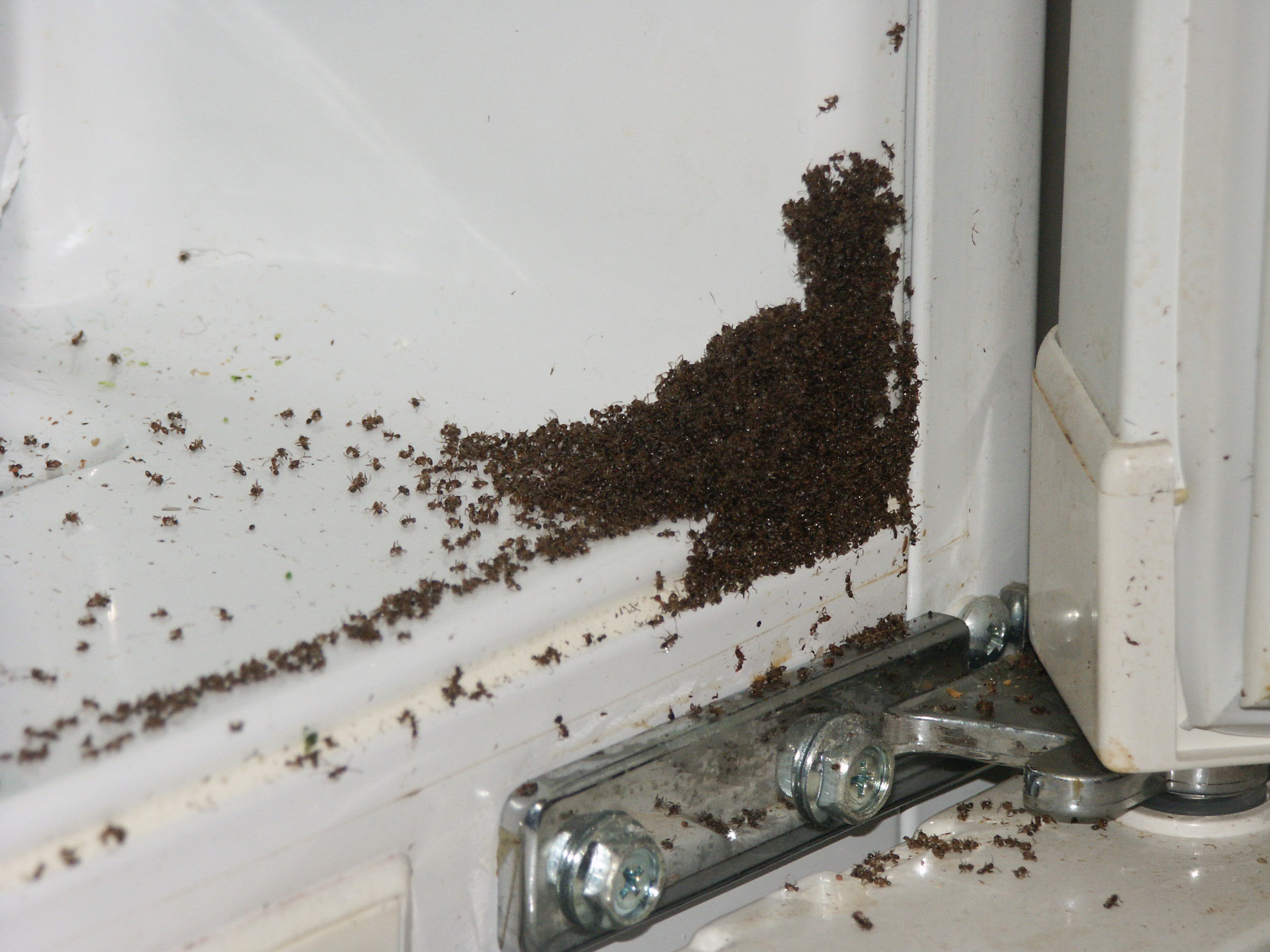 Мелкие муравьи в доме как избавиться. Гнездо муравьев в квартире. Муравьи в квартире. Маленькие домашние муравьи. Мелкие муравьи в квартире.
