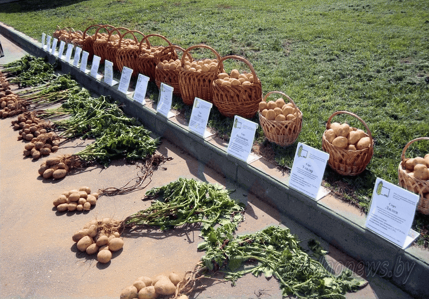 Как посадить и вырастить картофель в бочке, ведре, в бороздах - советы