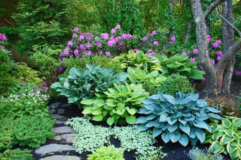 5 лучших садовых растений, которые можно выращивать дома. список названий с фото