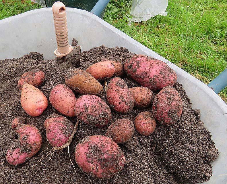 Как вырастить картошку с одного куста ведро: пошаговая инструкция по выращиванию, секреты, которые помогут собрать рекордный урожай