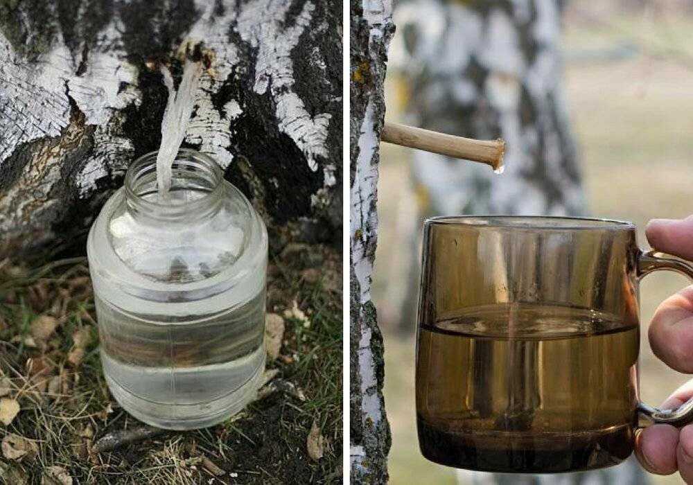 Сок каких деревьев можно пить
