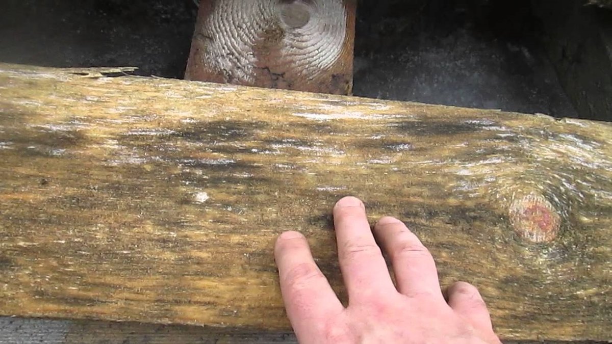 Как избавится от грибка и плесени на дереве: причины появления и средства