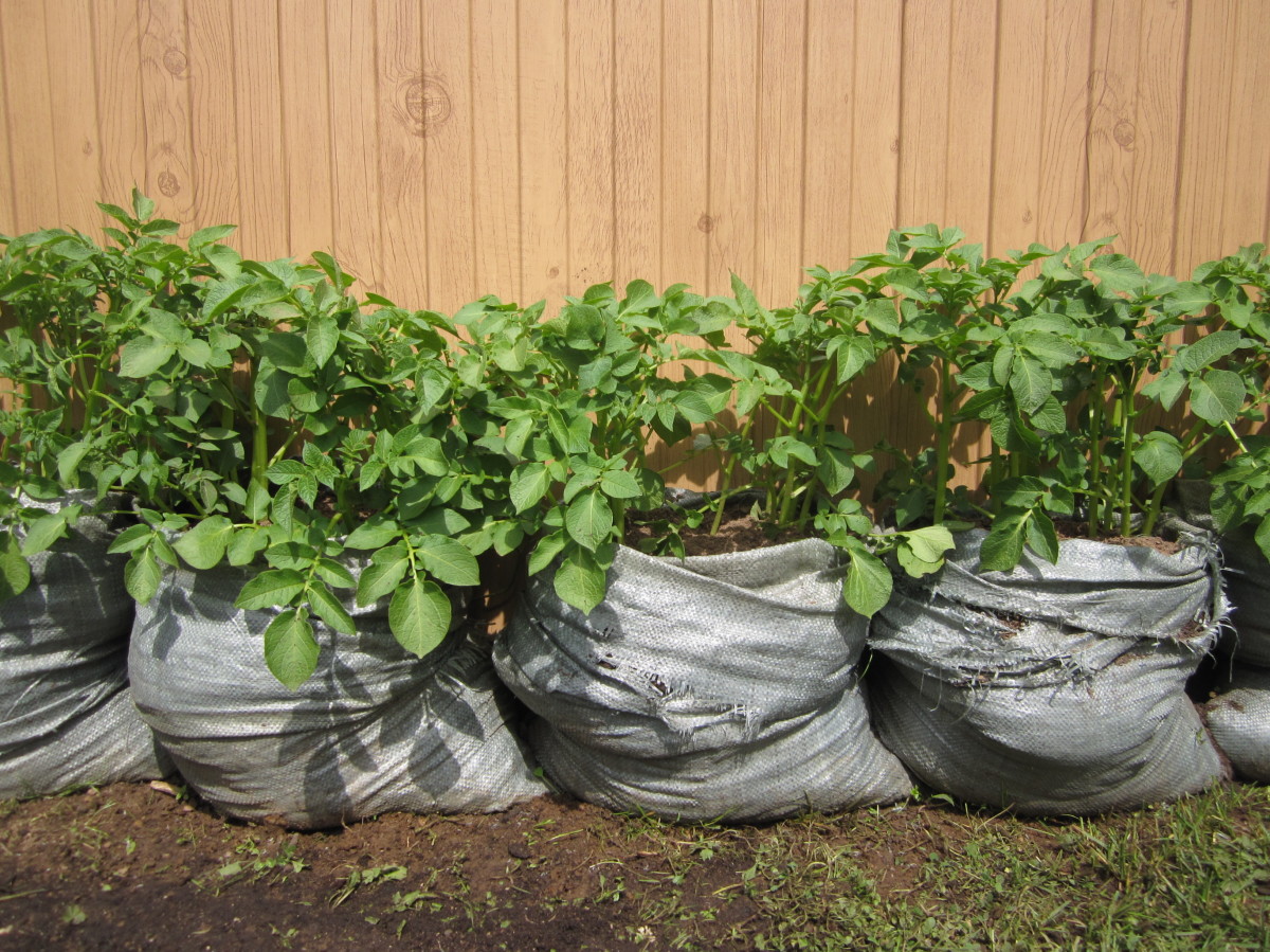 Необычные способы посадки картофеля или как вырастить картошку в бочке