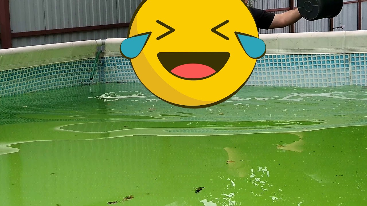 Цветущая вода в бассейне. Зеленая вода в бассейне. Каркасный бассейн зеленая вода. Бассейн без химии. Бассейн зеленый прозрачный.