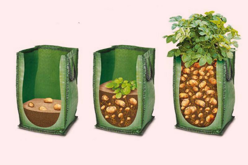 Выращивание картофеля в мешках - технология: как вырастить в ведре, посадка в ящиках без дна